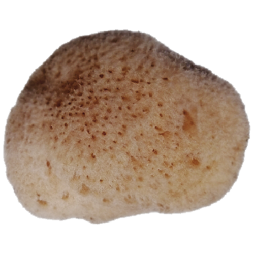 Levant sponge *Pur Natur* large